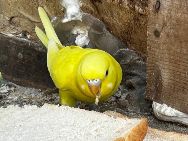 6 baby budgies for sale 