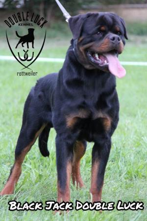 Image 6 of Last Gorgeous Rottweiler Girl Pup KC Reg Ready Now