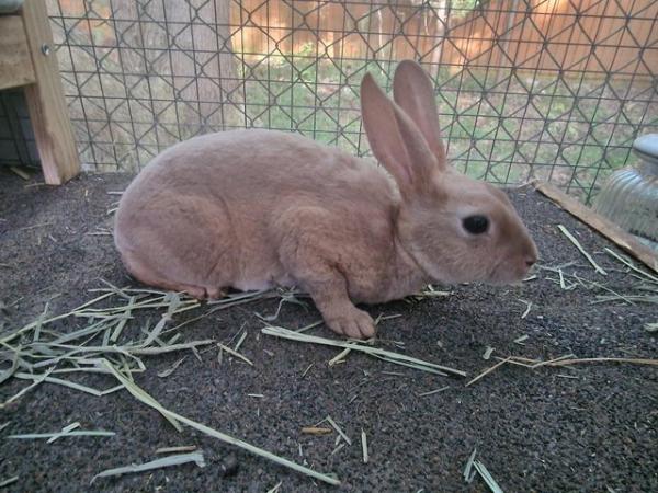 Image 9 of 4 Mini rex rabbits left looking for their forever homes