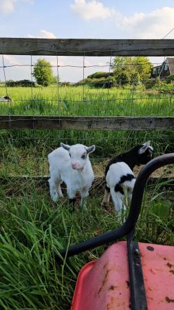 Image 3 of Beautiful Pygmy Kid Goats for Sale