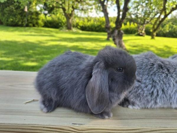 Image 5 of Mini Lop Pure Breed Baby Rabbits For Sale