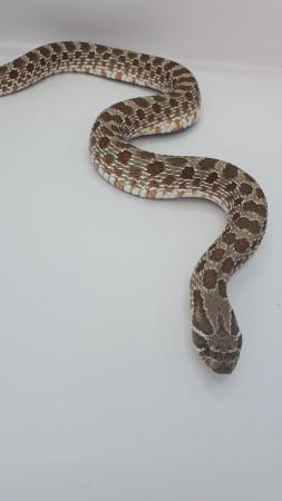 Image 2 of Hognose Snakes Superconda for sale various see Description