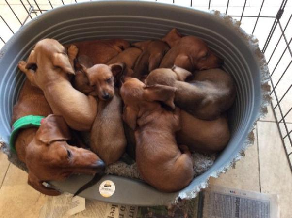 Image 2 of KC Miniature Dachshund puppies, PRA clear