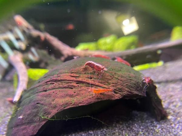 Image 4 of 10x high grade fire red cherry shrimps
