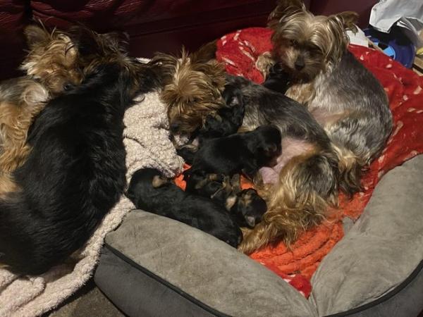 Image 3 of Yorkshire terrier puppies