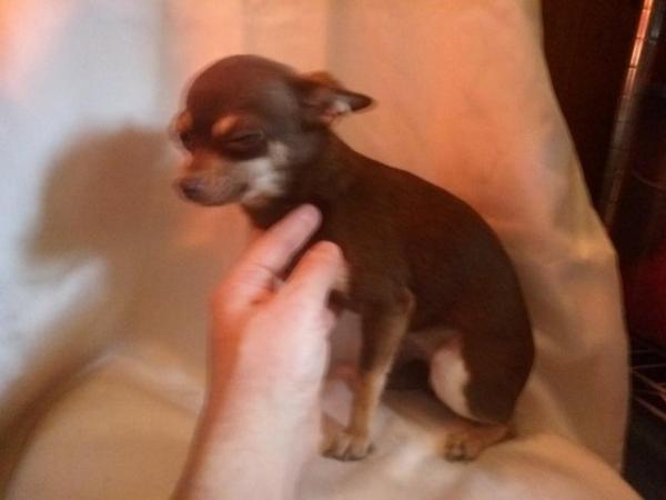 Image 20 of DELILAH - a Delectable, Miniature Chocolate Chihuahua Girl !