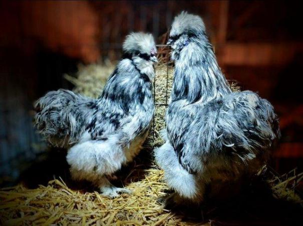 Image 4 of Gorgeous bearded silkie chickens & hatching eggs