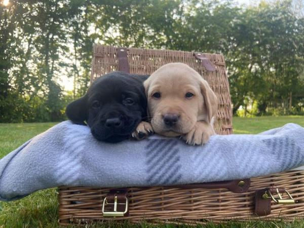Image 8 of Beautiful kc Red and Black labrador puppies