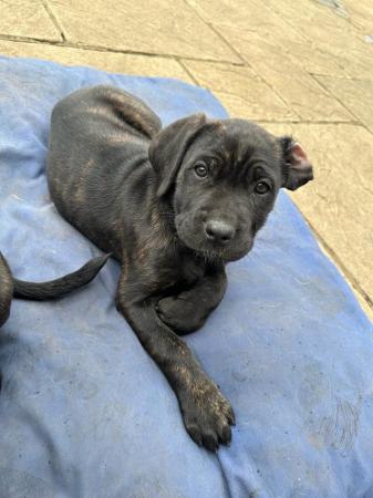 Image 7 of Cane corso x Rottweiler puppies