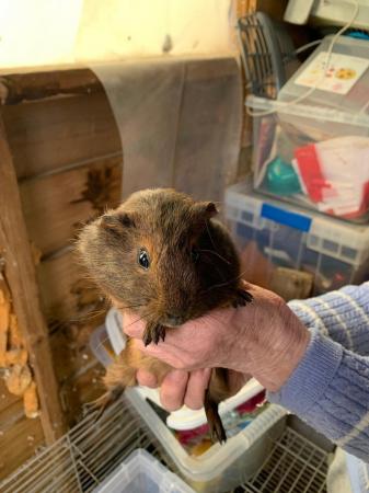 Image 4 of Baby male guineapigs.....