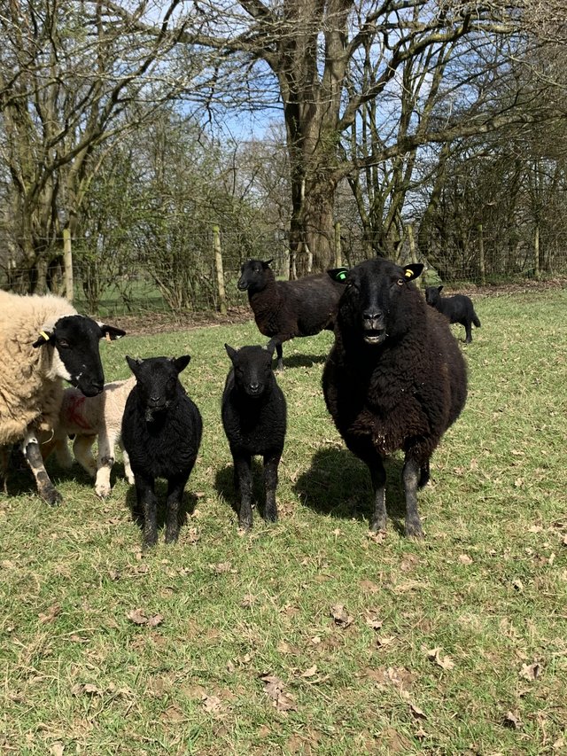 Preview of the first image of 2 Pedigree Black Welsh Mountain ewes with twin lambs at foot.