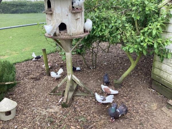 Image 5 of Ornamental fancy garden pigeons
