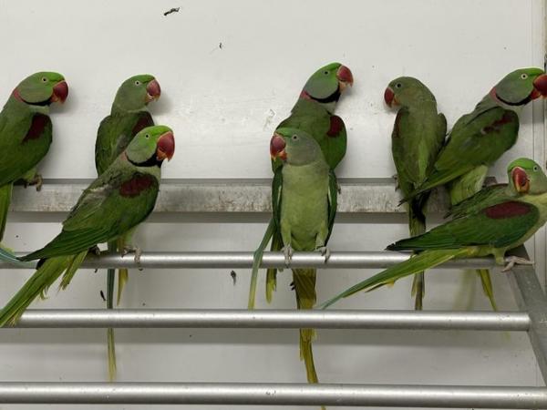 Image 3 of Adult Alexandrine available