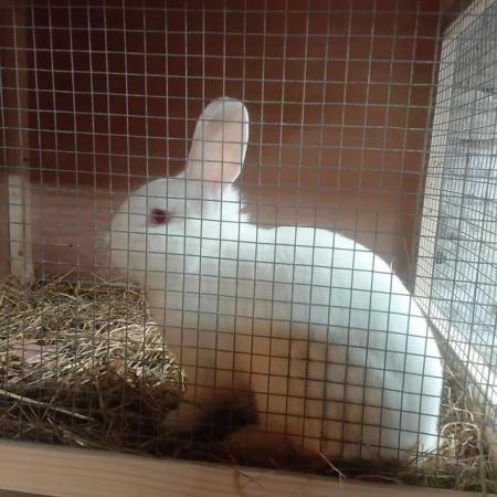 Image 4 of Male bunny rabbit for sale