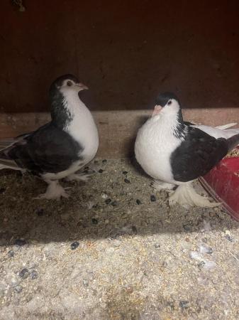 Image 2 of Lahore’s for sale breeding pairs