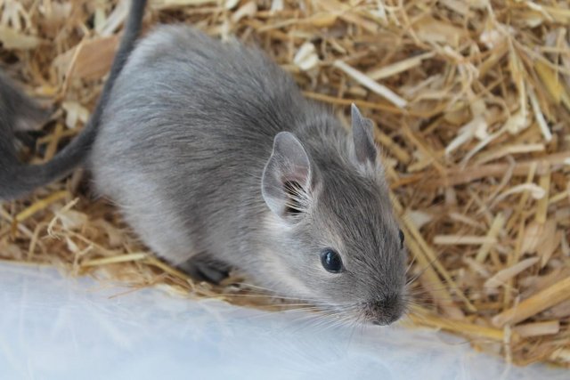 Preview of the first image of Baby Degus - Female - Born 5th April 2024.