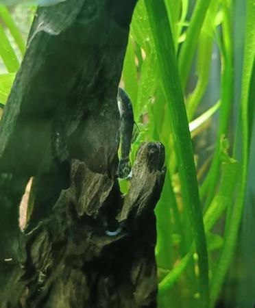 Image 5 of Bristlenose Plecos Long and Short Fin from £3 Updated ad