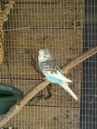 Image 1 of BEAUTIFUL BABY BUDGIES FOR SALE