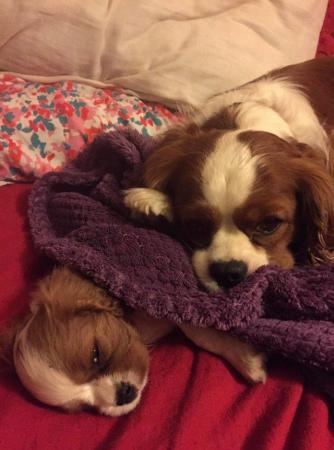 Image 25 of Extensively Health Tested Cavalier King Charles Spaniel Stud