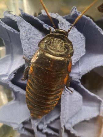 Image 2 of Madagascan hissing cockroach for sale