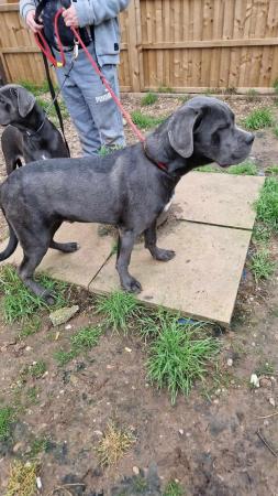 Image 11 of ICCF REGISTERED CANE CORSO PUP LAST BOY AVAILABLE