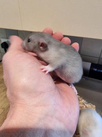 Image 3 of DUMBO RATS 2x Males AVAILABLE!! Cute!!