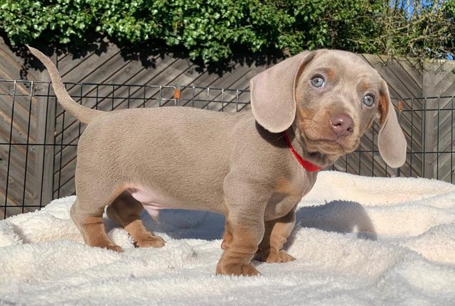 Preview of the first image of KC REGISTERED MINATURE DACHSHUND PUPPIES.