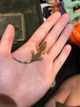 Image 1 of Crested Gecko babies, different morphs