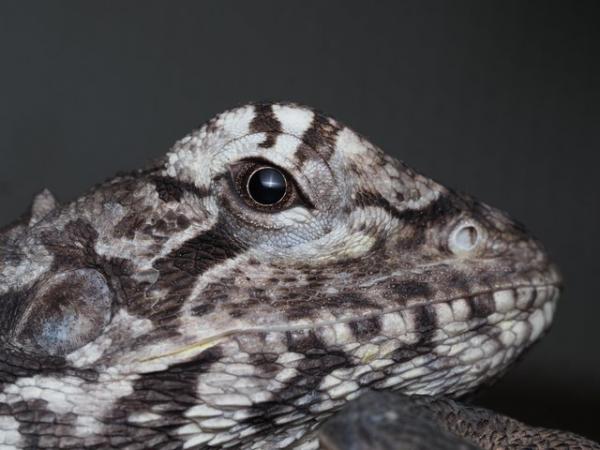 Image 1 of 1.3.0 FRILLED DRAGON BREEDING GROUP