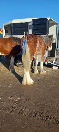Image 3 of Clydesdale 2 yr old colt