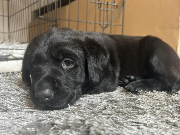 Image 6 of Labrador Pups for sale- ready now-KC reg