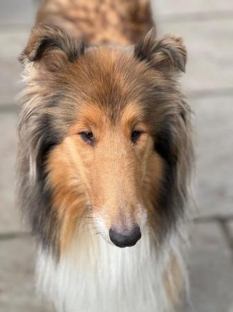 Image 4 of Sable & Tri Coloured Rough Collie Puppies Available