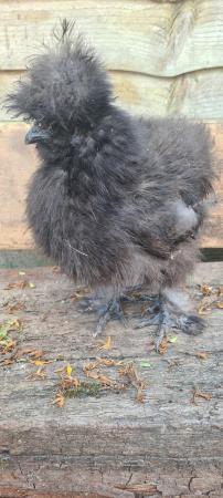 Image 2 of Black USA silkie happy and healthy