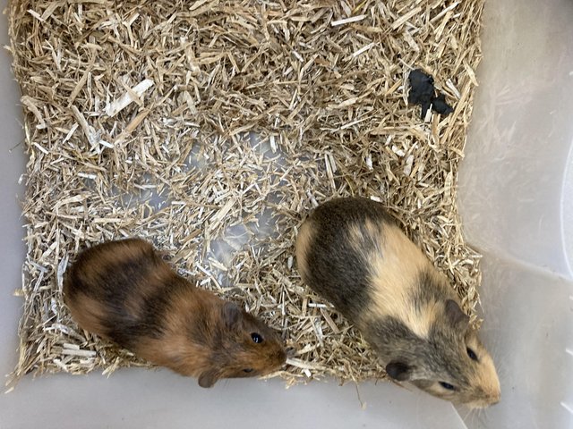 Preview of the first image of Female and Male Baby Guinea Pigs For Sale.