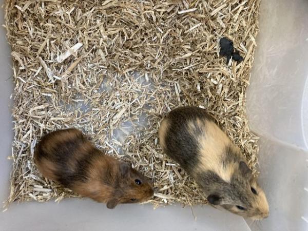 Image 1 of Female and Male Baby Guinea Pigs For Sale