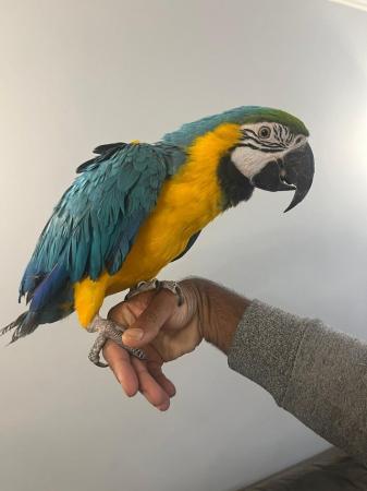 Image 4 of Handreared Super Tame Cuddly Friendly Talking Macaw Parrot
