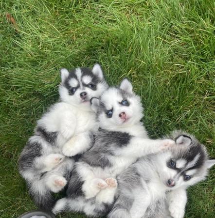 Image 15 of STUNNING RARE POMSKY PUPS-NOW OPEN TO REASONABLE OFFERS!