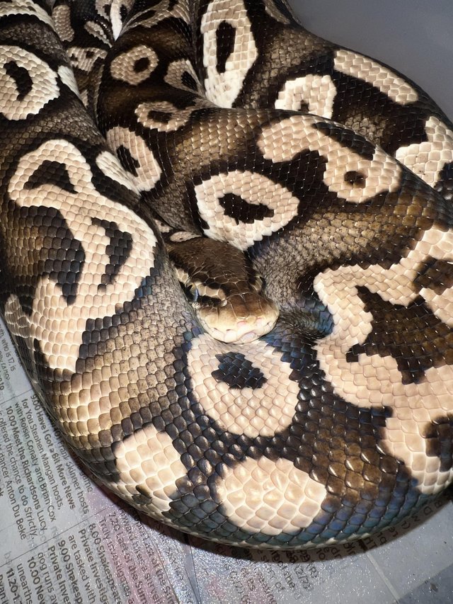 Preview of the first image of Male Pastel Phantom adult ball Python….