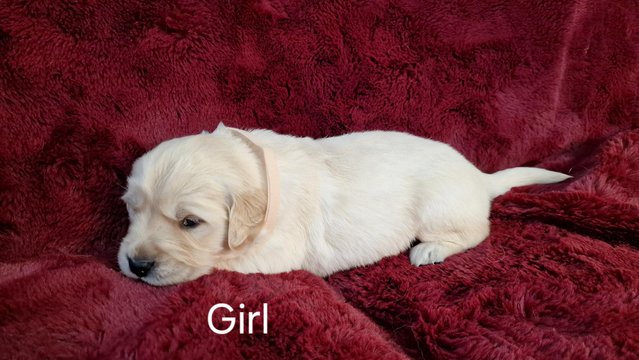 Image 5 of KC registered Golden Retriever puppies
