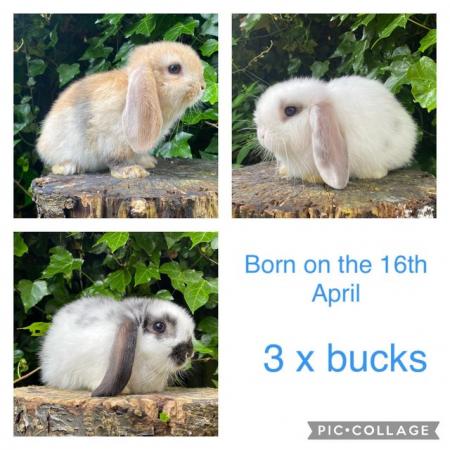 Image 1 of Friendly Pure Bred Baby Mini Lop Rabbits