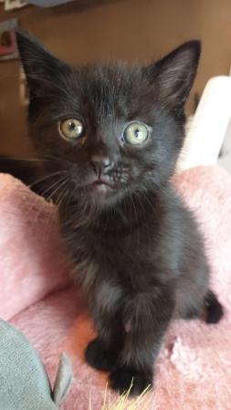 Image 9 of 4 Black kittens ready within a week x