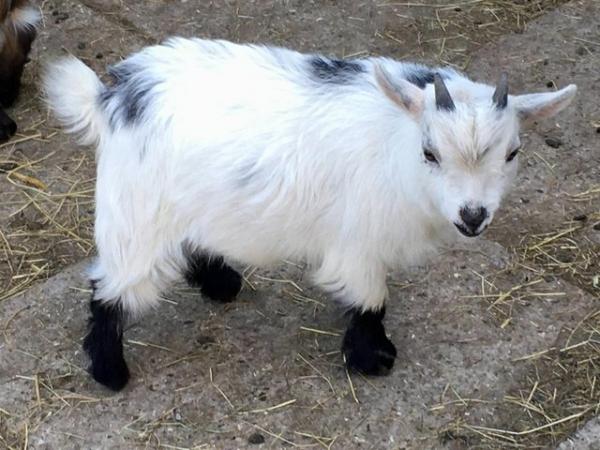 Image 1 of Pygmy Goat Kids For Sale