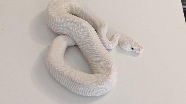 Preview of the first image of Butter Mojave (post BH Banana Enchi YB Leo Trick).