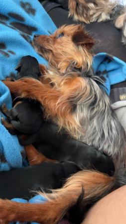 Image 3 of Yorkshire miniature terrier puppies