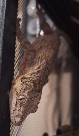 Image 4 of Gargoyle gecko, male, with full bioactive vivarium