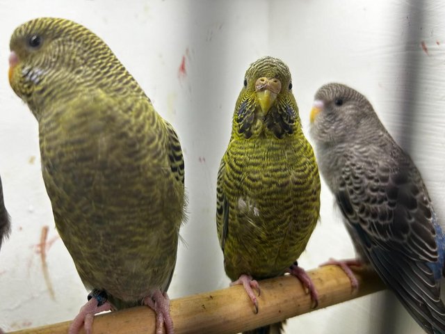Preview of the first image of black face budgies and splits.
