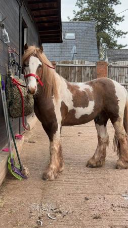 Image 1 of WANTED Horse for full loan to move yards