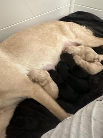 Image 9 of 3 weeks and 1 day old Labrador pups