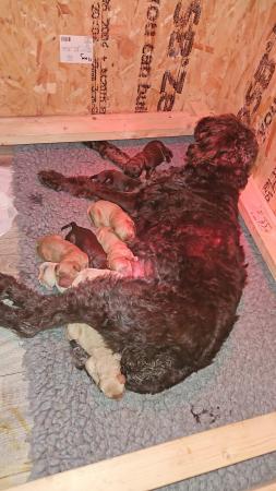 Image 6 of 11 day old labradoddle pups