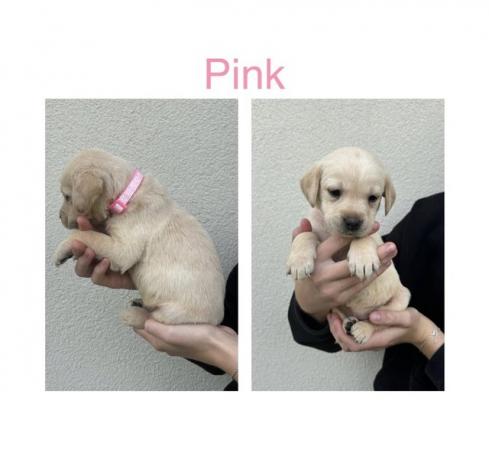 Image 10 of Labrador Puppies For Sale